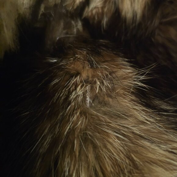 Beautiful Full Length Tanuki Raccoon Fur Coat - Picture 11 of 11